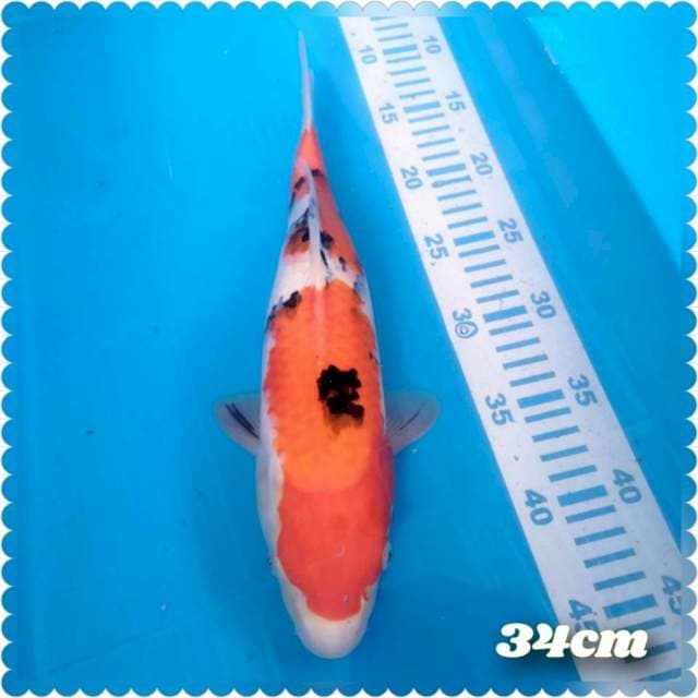 Sanke 34cm