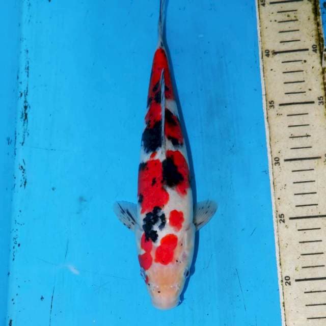 27CM SANKE SAKURA