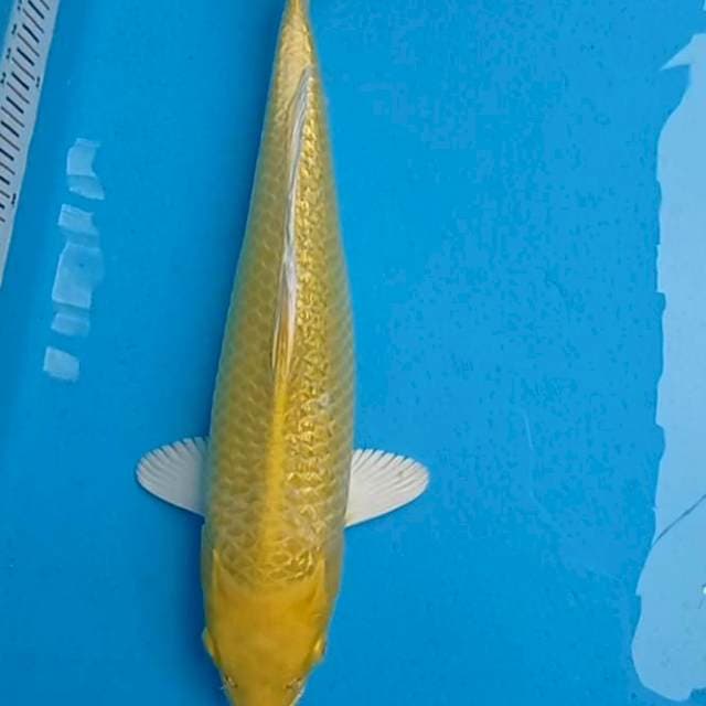 Yamabuki Ogon full Ginrin 36cm