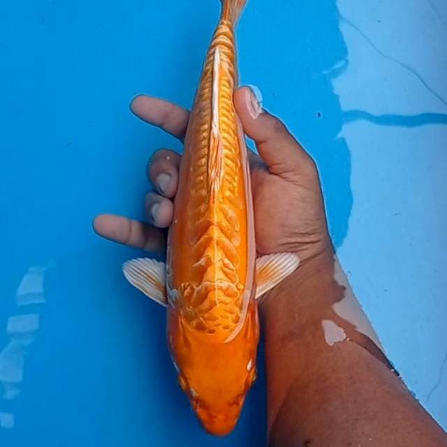 Oringi Doits 32cm