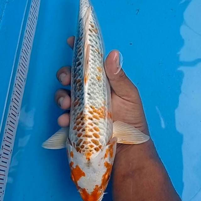 Kujaku Kanoko 35cm