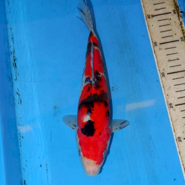 SANKE 26cm