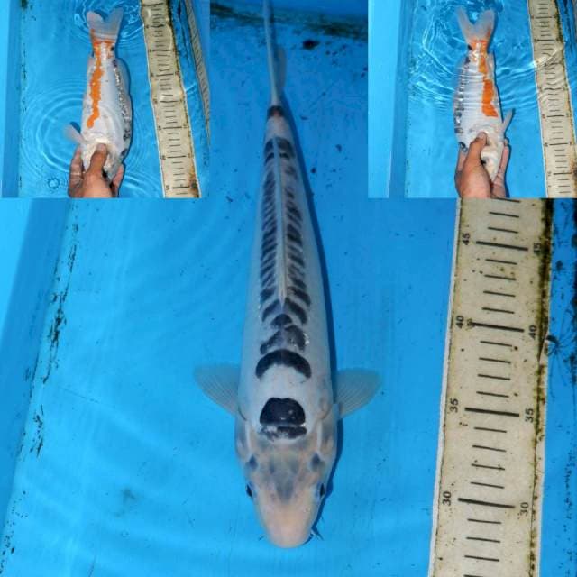 SHUSUI 32cm