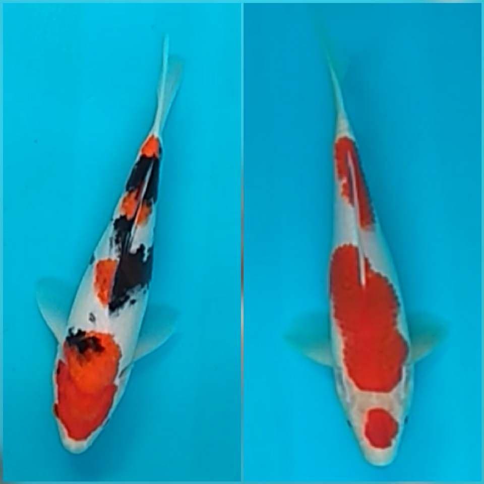 KOHAKU & SANKE HQ size 21 - 25cm