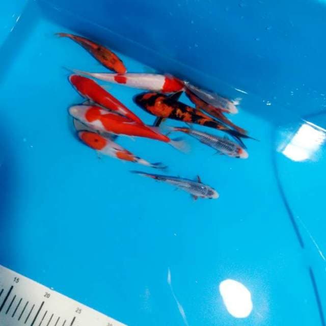 Mix koi 10 ekor 12 sd 17cn