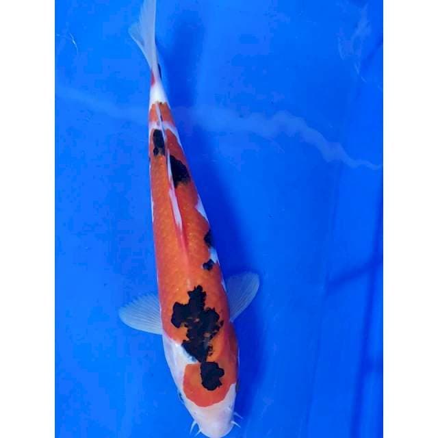 26 cm # SANKHE