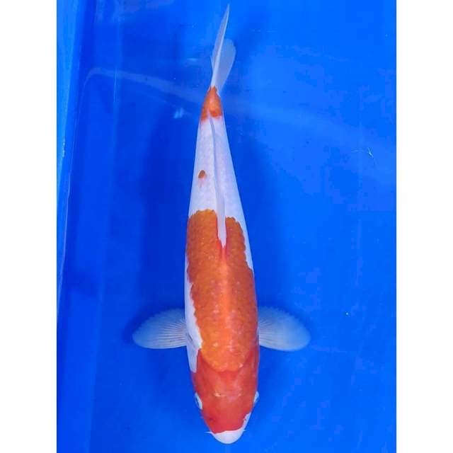 31 cm # KOHAKU