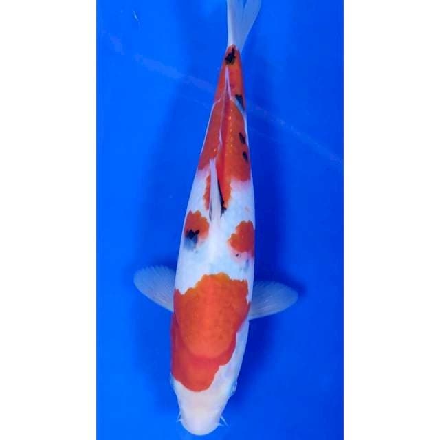 29 cm # SANKHE