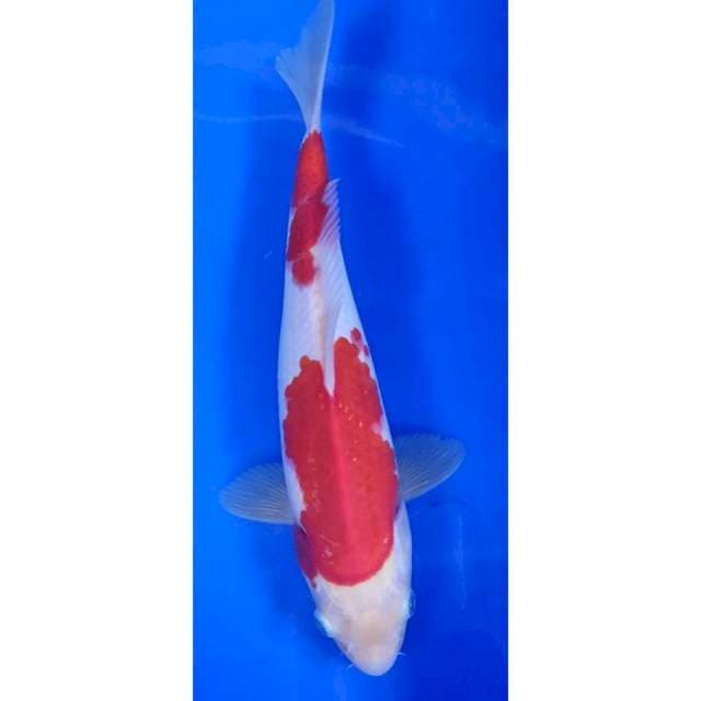 24 cm # KOHAKU