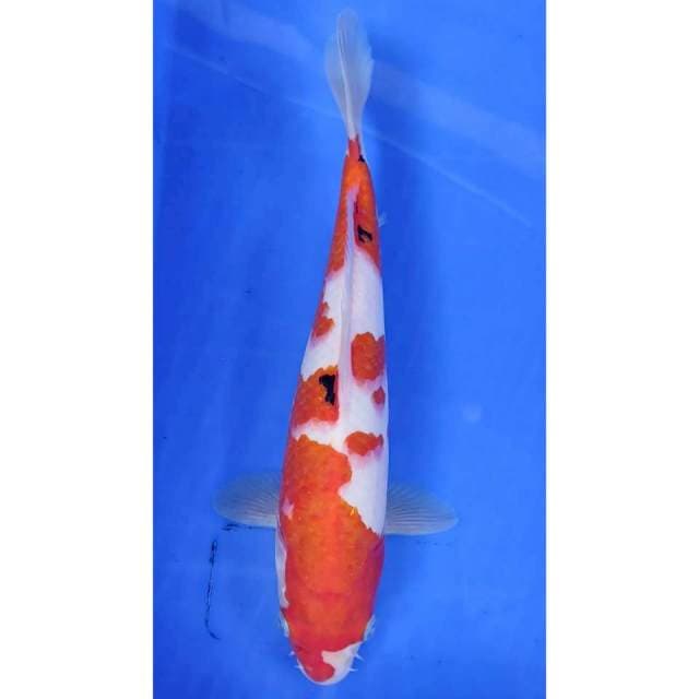 28 cm # SHANKE