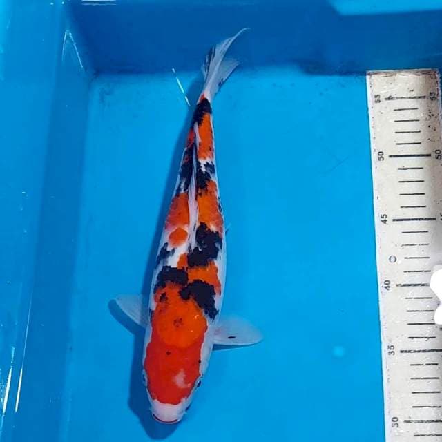 SANKE 30 CM