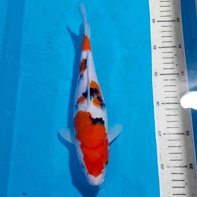 SANKE 29 CM