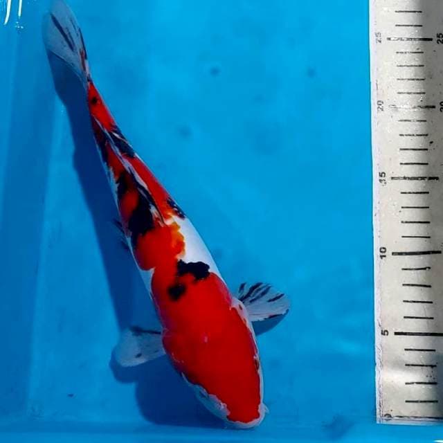 SANKE 30 CM