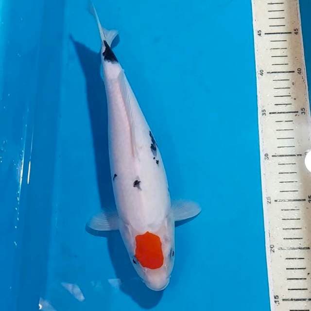 TANCHO 33 CM