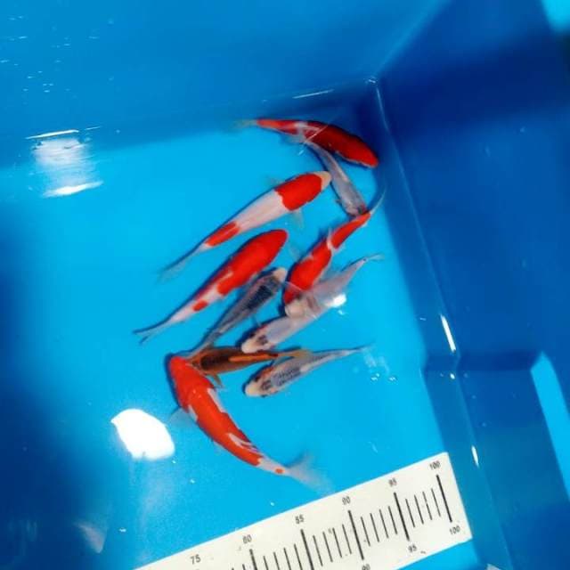 Mix kohaku dan asagi 10 ekor 12 sd 17cm