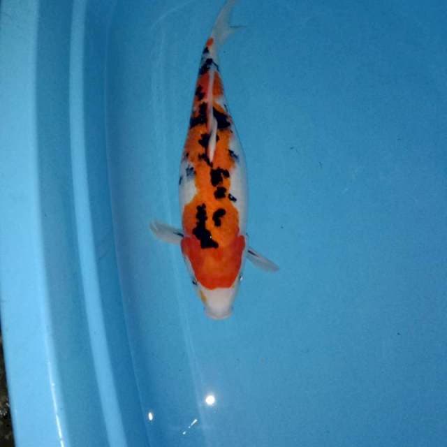 Sanke female
