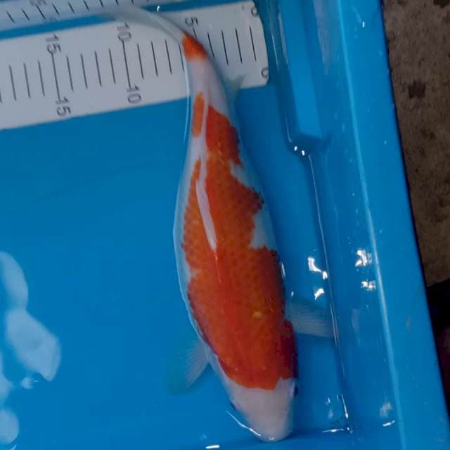 Kohaku female
