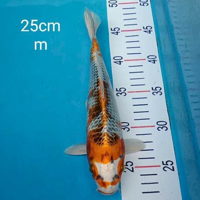 Kujaku 25cm