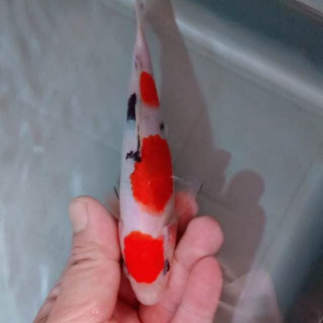 maruten sanke cantik 16cm