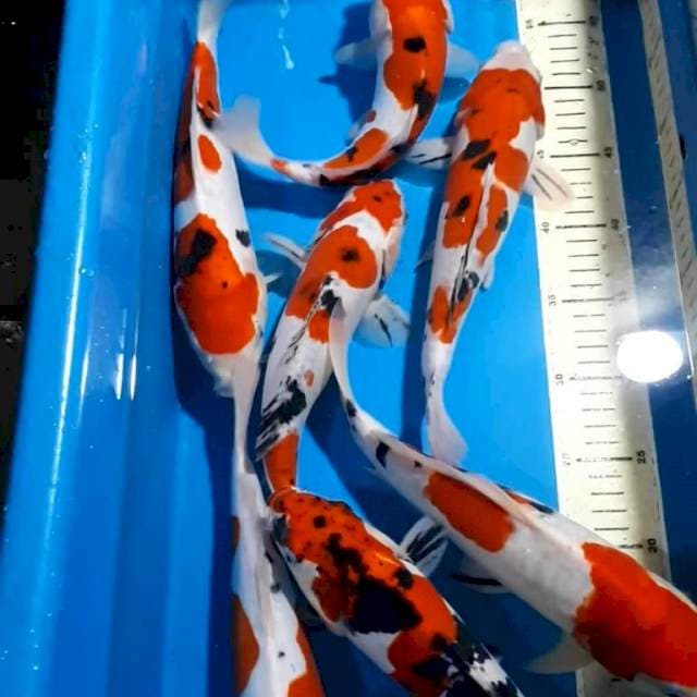 SANKE DOITSU QUALITY 26-32 CM 7 EKOR