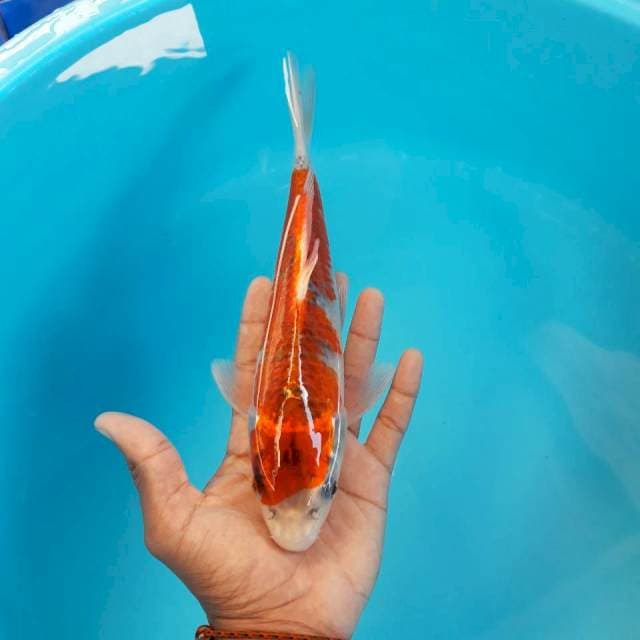 Goshiki 26cm