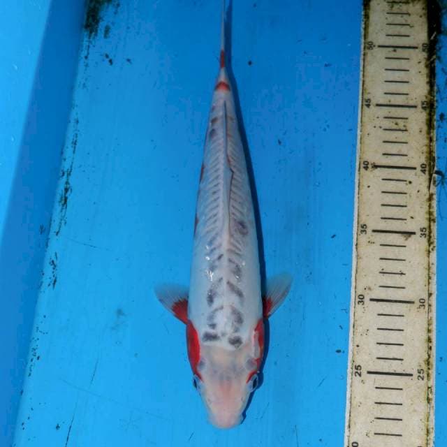32cm SHUSUI CALON BAGUS