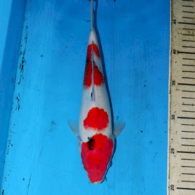26CM KINDAI SHOWA TATEGOI