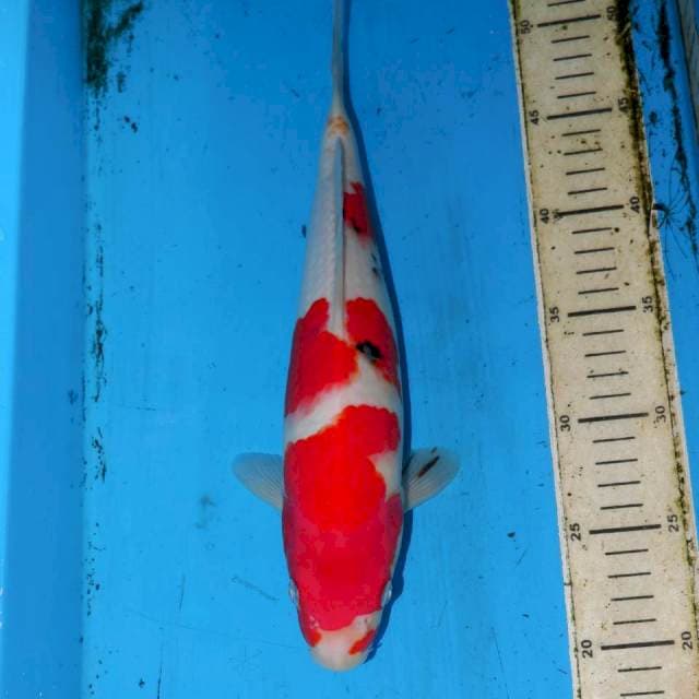 31CM KINDAI SANKE