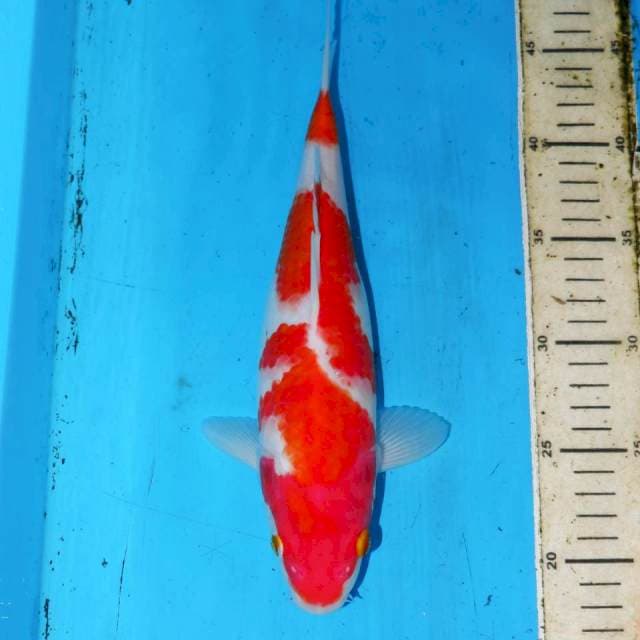28CM KOHAKU 3STEP BAGUS