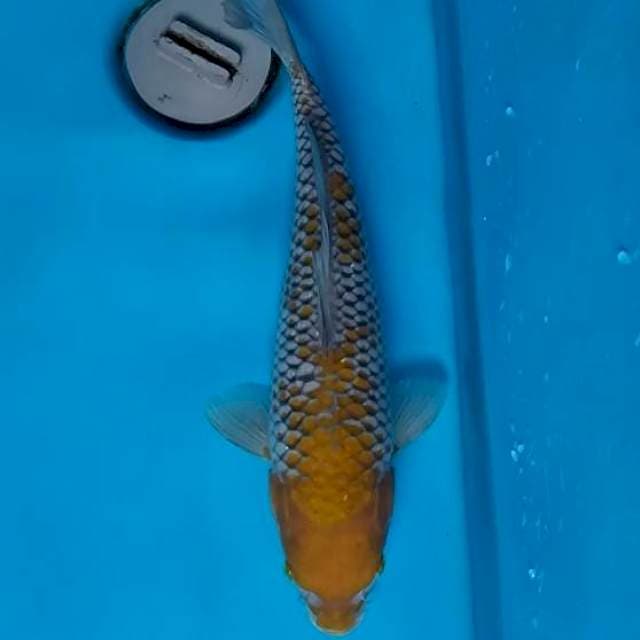 ochiba 31 cm