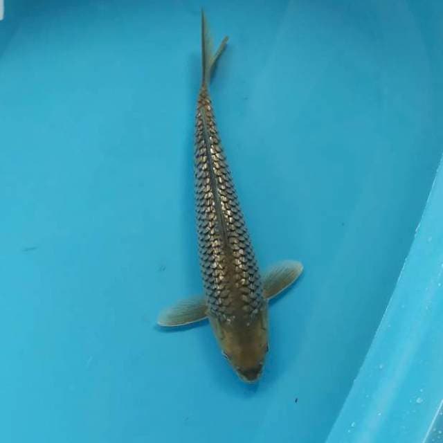 soragoi ginrin 33 cm
