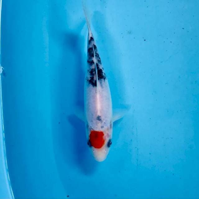 Tancho Showa, 19 cm