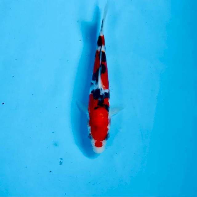 Sanke Doitsu, 18 cm
