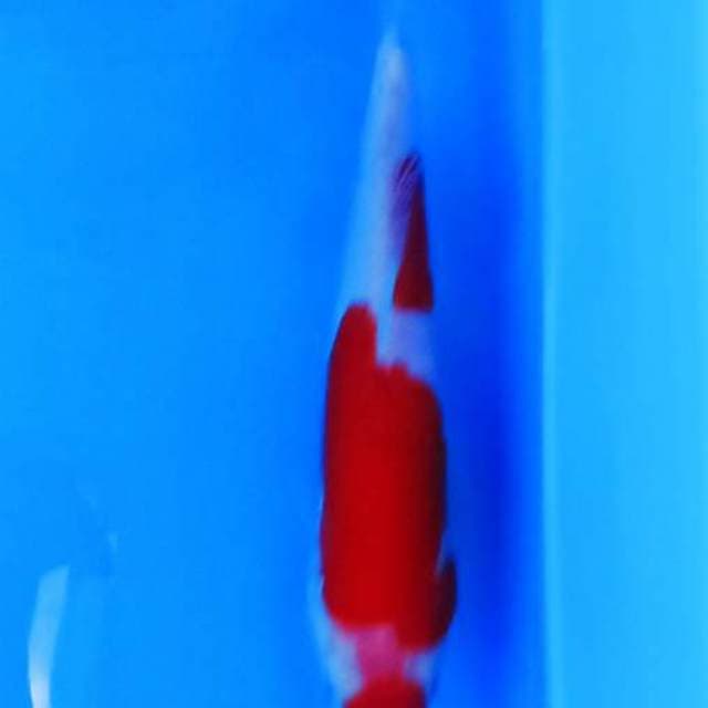 merah darah 18cm doitsu