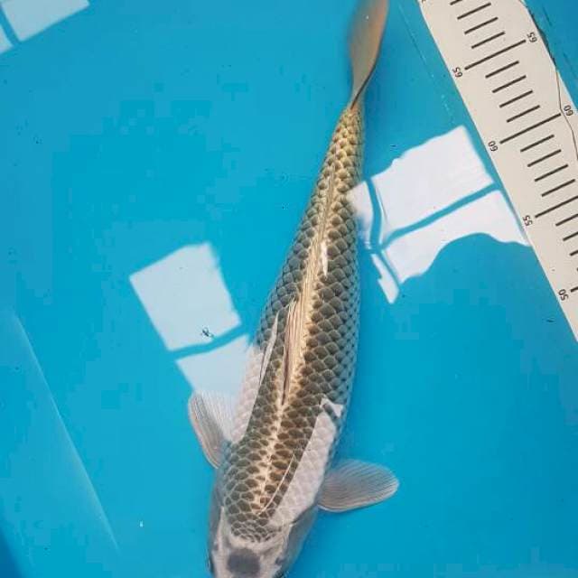 JT Kabuto F1 Marudo
