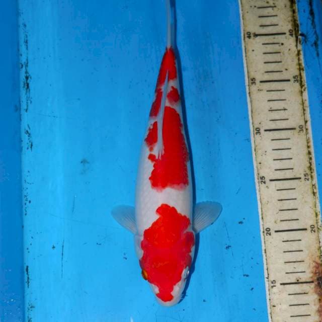ABSTRAK KOHAKU