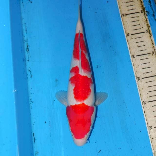 SHOW QUALITY KOHAKU