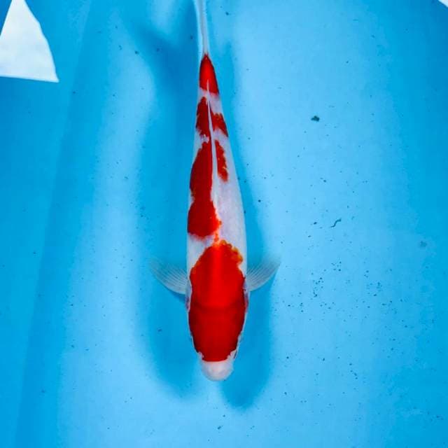 Kohaku, 26 cm