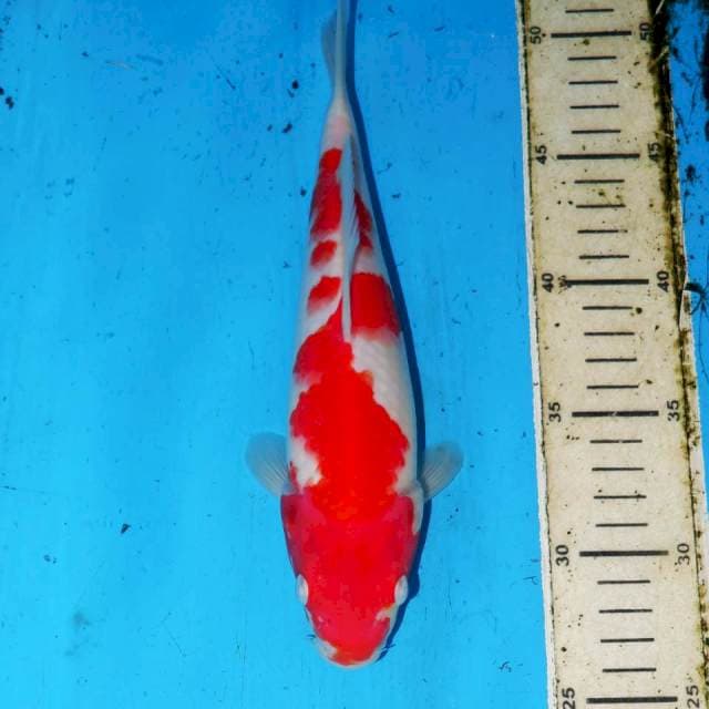 KOHAKU STRONG 25cm