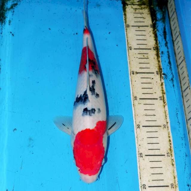 SANKE 34cm