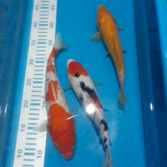 Mix 3 ekor 25-27 cm