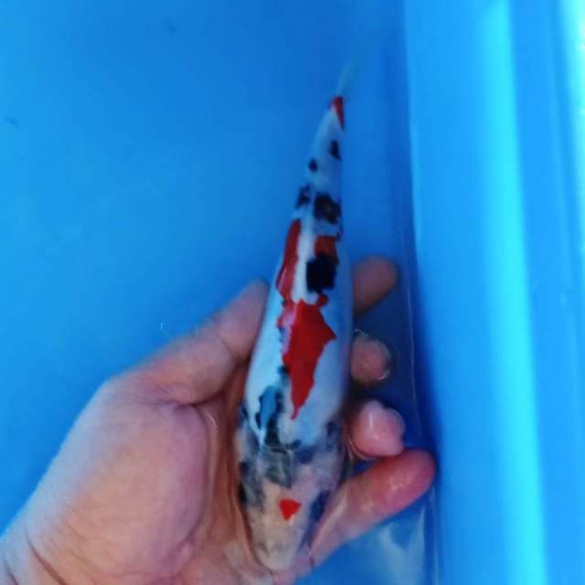showa doitsu tategoi 20cm