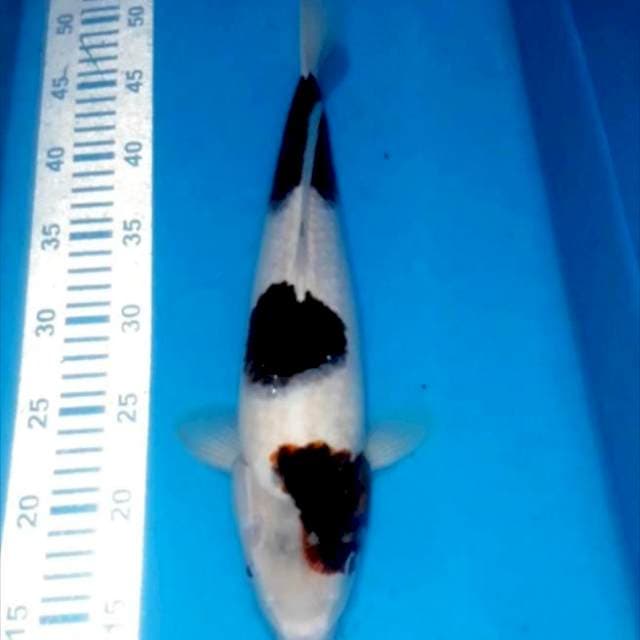 Goromo 36 cm