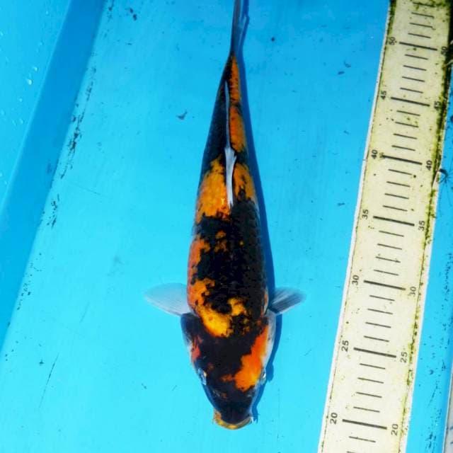 31cm KI UTSURI KUNING