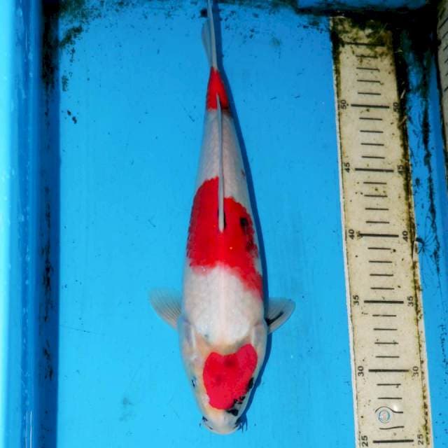 30cm SANDAN KINDAI SHOWA