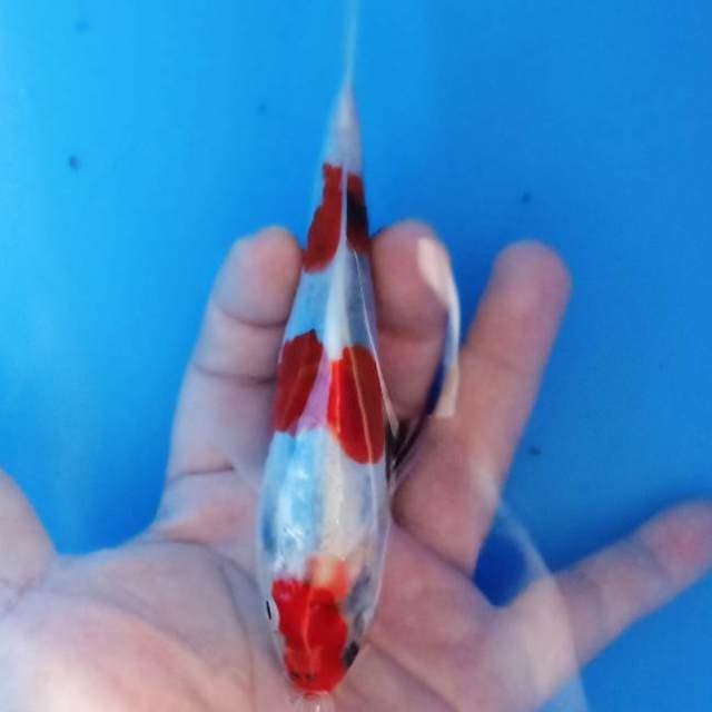 showa tategoi doitsu 18cm