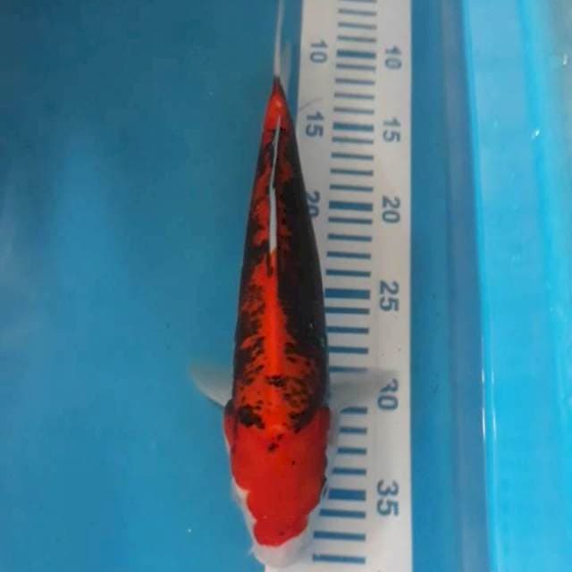 Beni Kumonryu 28 cm