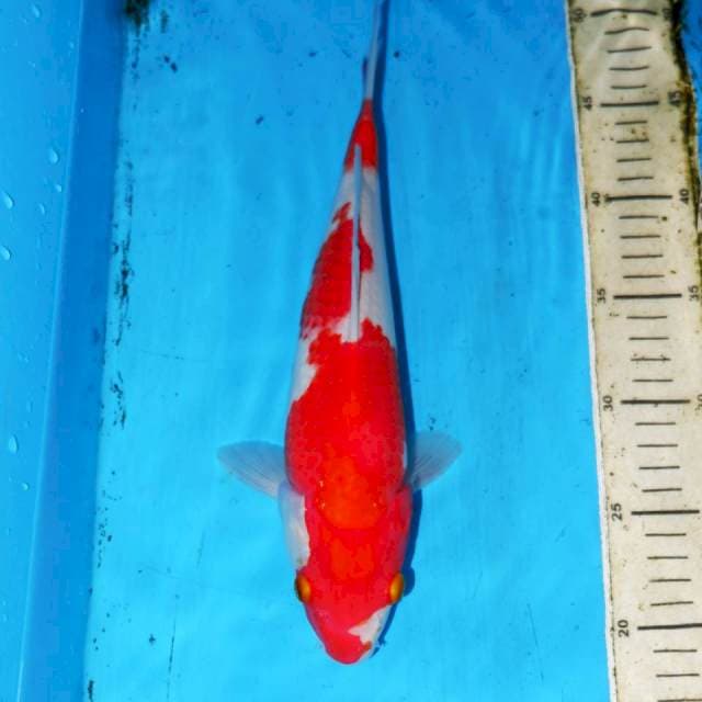 30cm KOHAKU MANIS