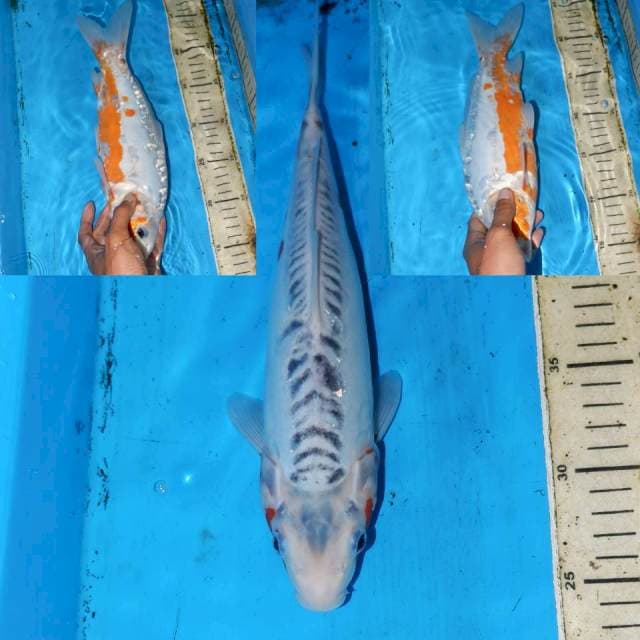 31cm SHUSUI ALBINO