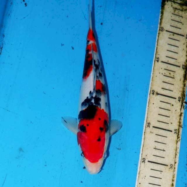 24cm SANKE SAKURA